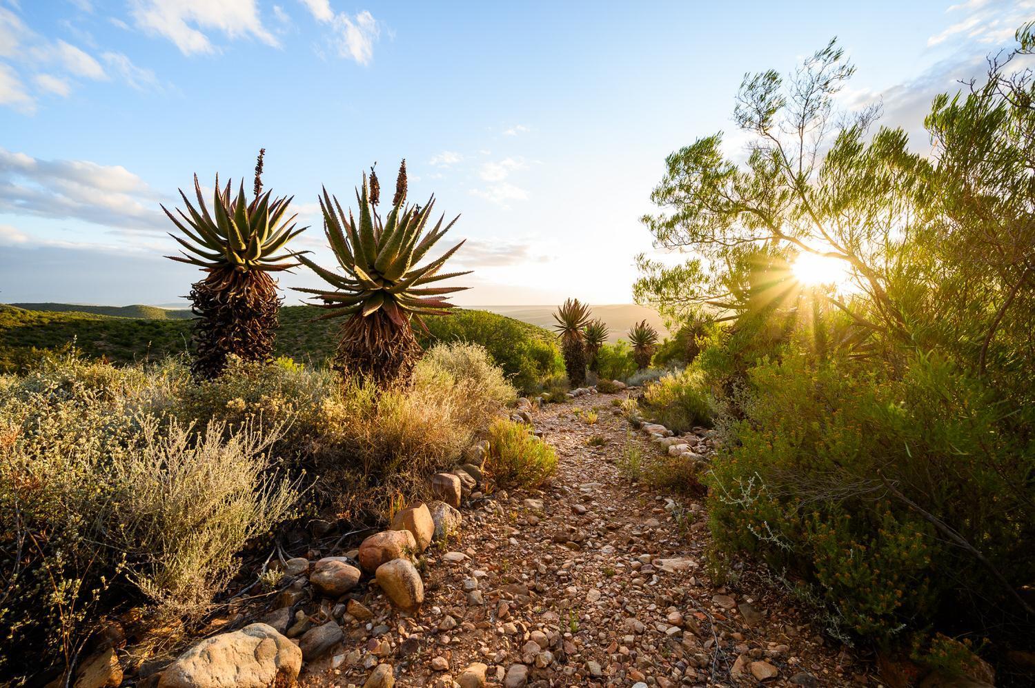 Bed and Breakfast Le Petit Karoo Ranch Oudtshoorn Esterno foto