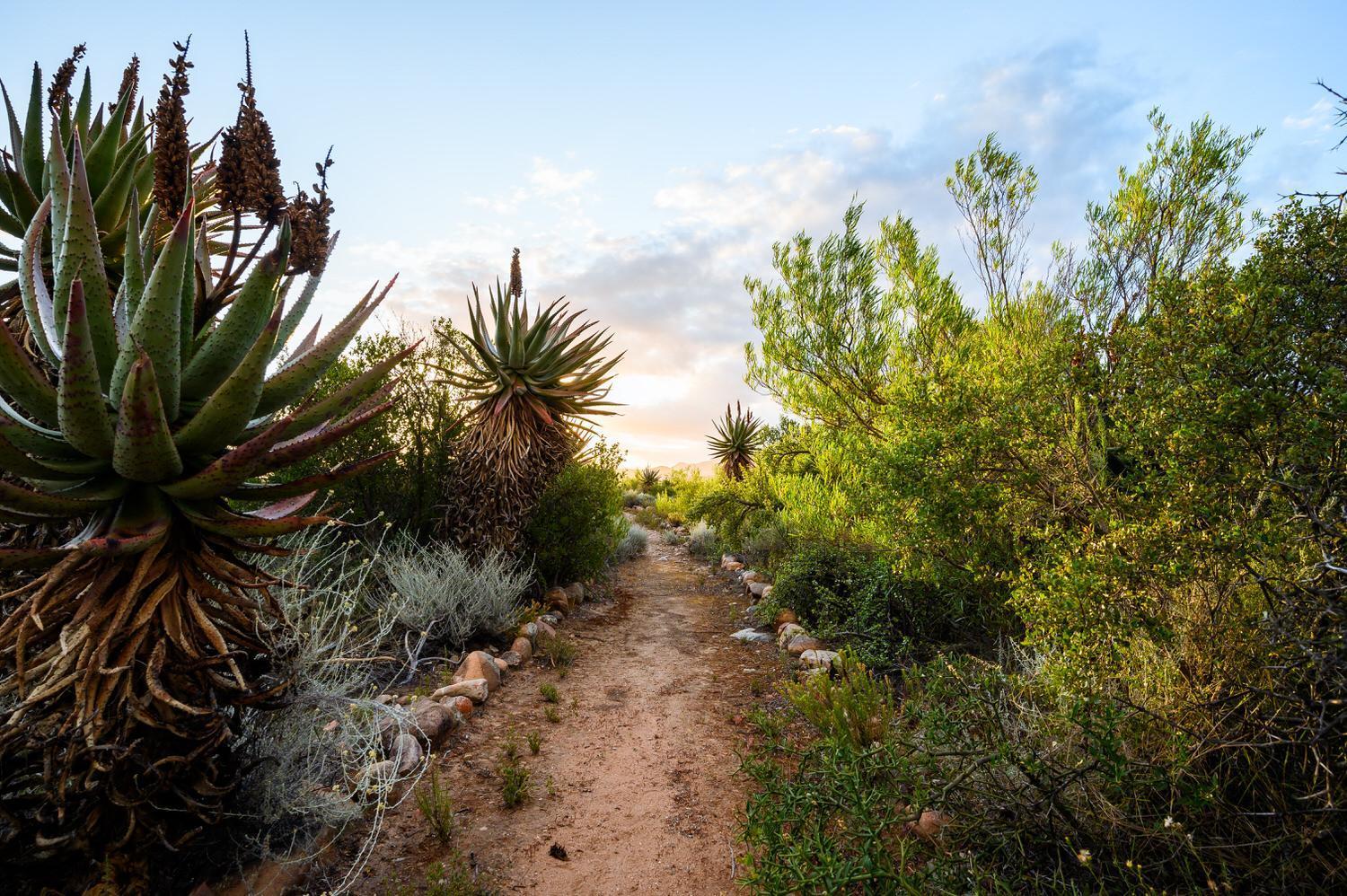 Bed and Breakfast Le Petit Karoo Ranch Oudtshoorn Esterno foto