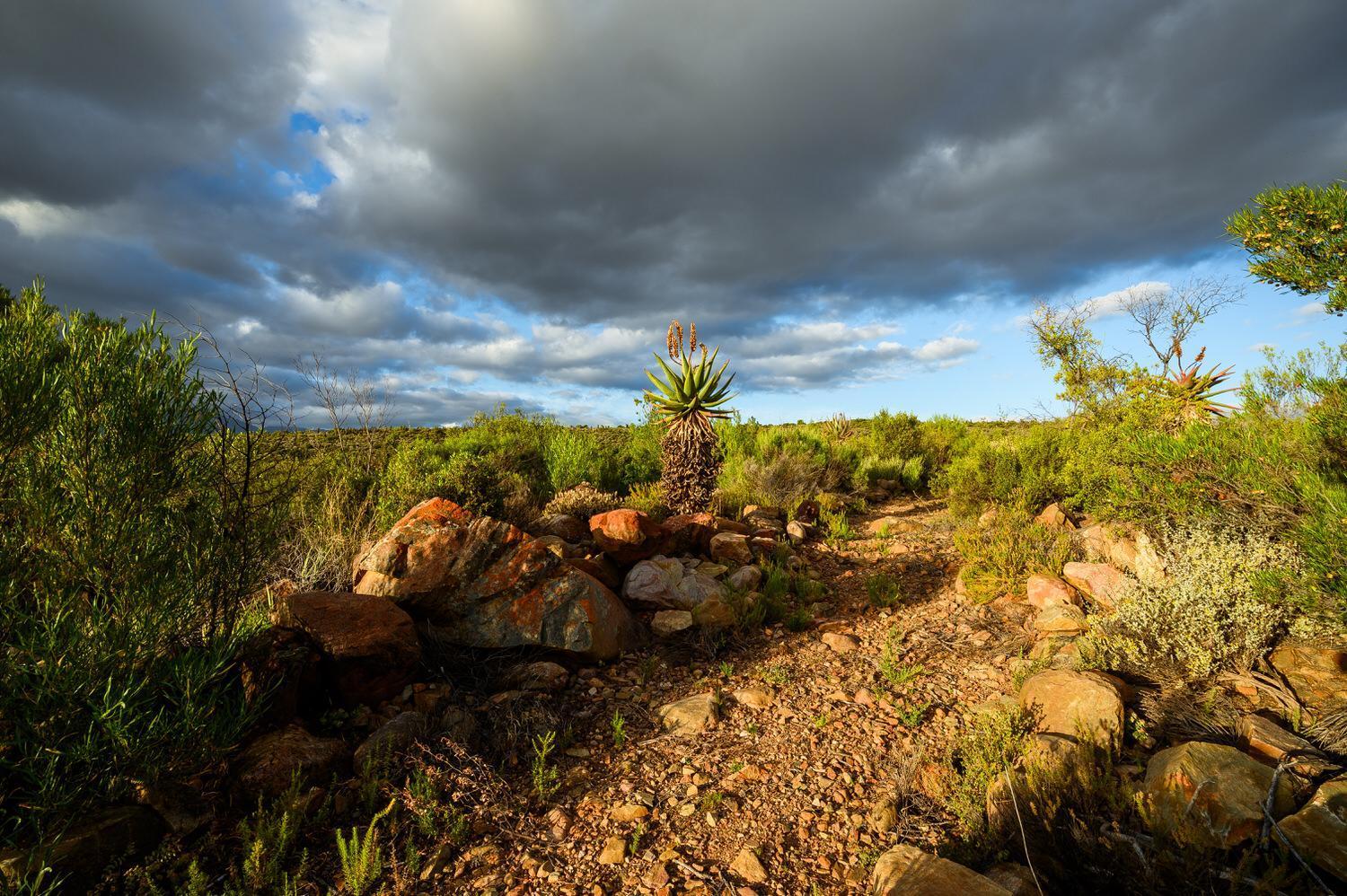 Bed and Breakfast Le Petit Karoo Ranch Oudtshoorn Esterno foto