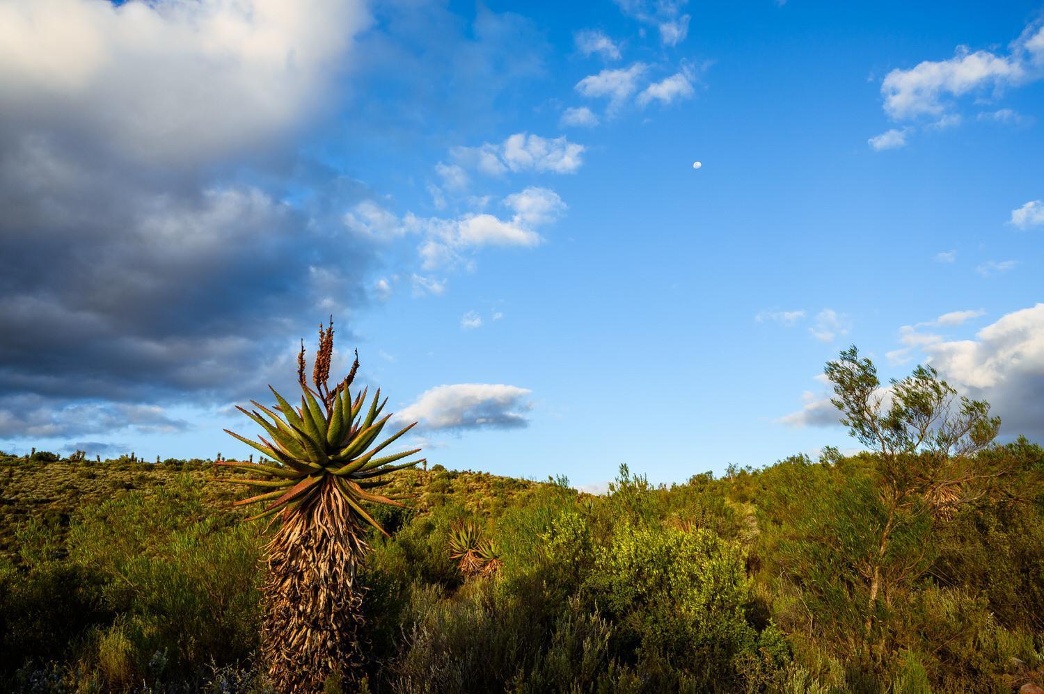 Bed and Breakfast Le Petit Karoo Ranch Oudtshoorn Esterno foto