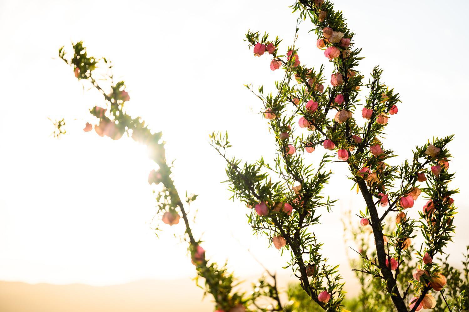 Bed and Breakfast Le Petit Karoo Ranch Oudtshoorn Esterno foto