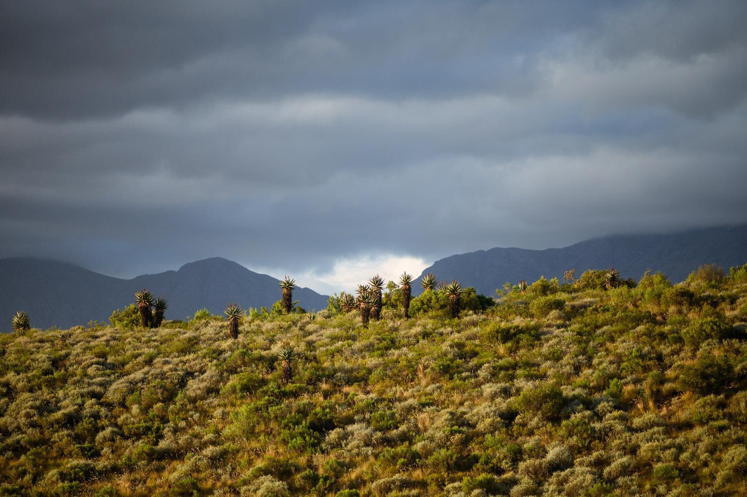 Bed and Breakfast Le Petit Karoo Ranch Oudtshoorn Esterno foto