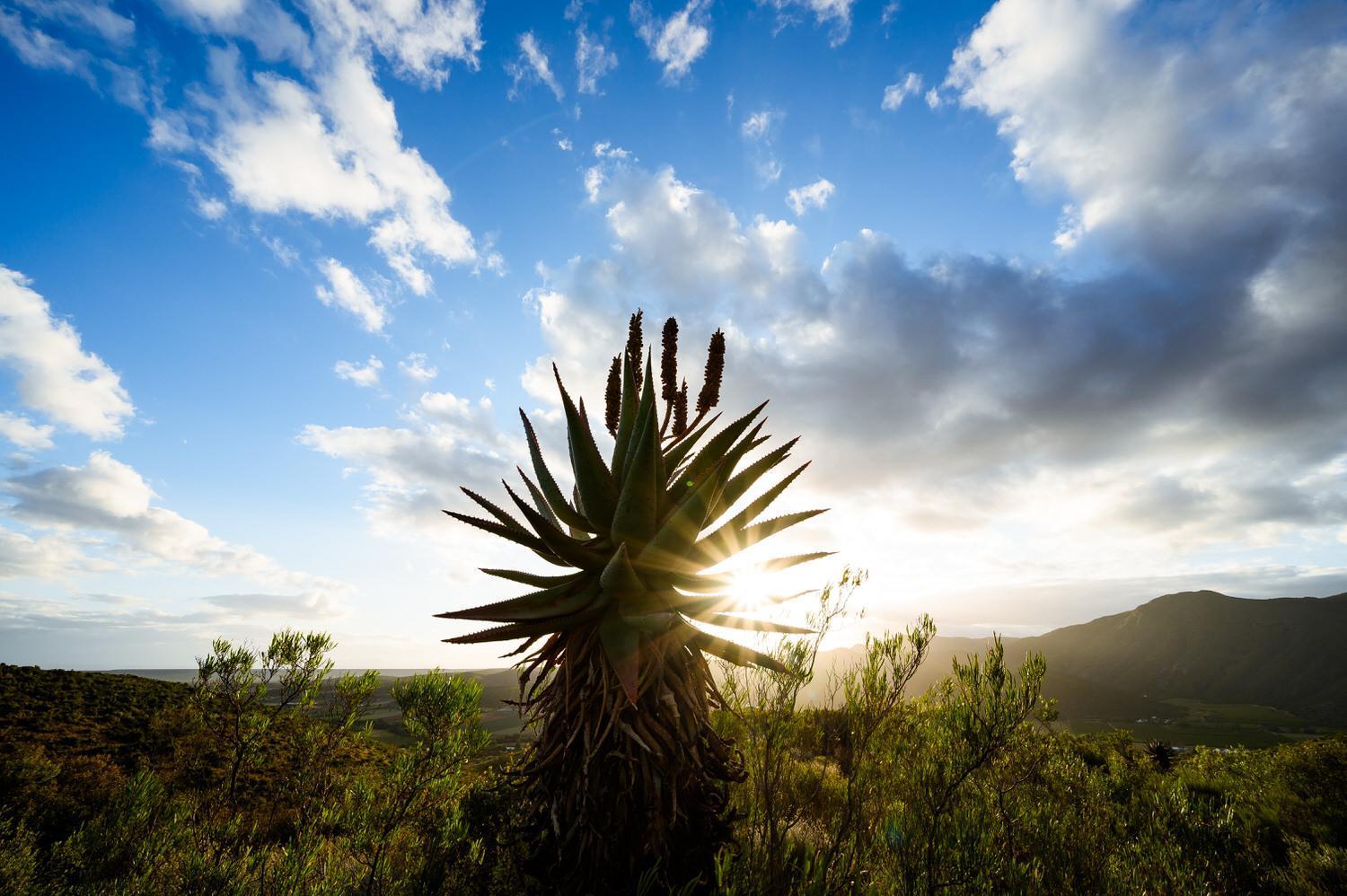 Bed and Breakfast Le Petit Karoo Ranch Oudtshoorn Esterno foto